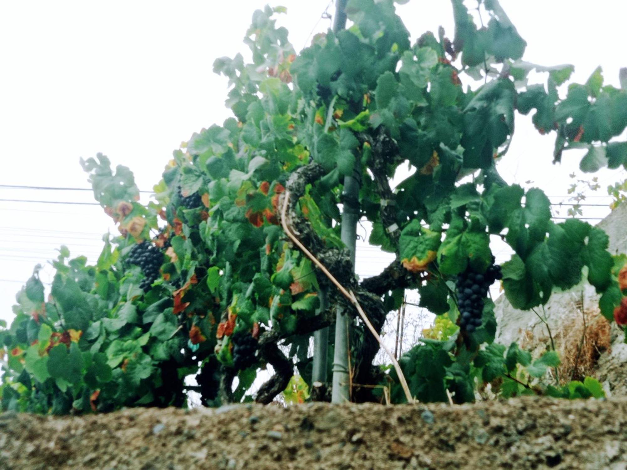 Live La Victoria Carril - Casa Acogedora Y Familiar Con Terraza Completa Villa La Victoria de Acentejo Kültér fotó